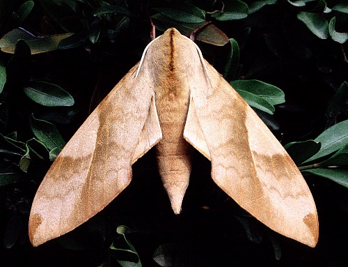 Resting Clanis bilineata tsingtauica, 30 km N Huangling, Shaanxi, China, 24.vii.1995. Photo: © Tony Pittaway