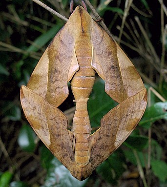 Pairing Clanis bilineata tsingtauica, Honshu, Japan. Photo: © George Fyson