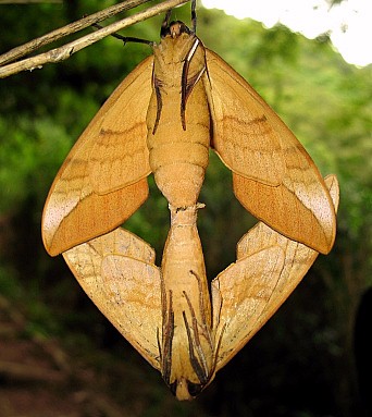 Pairing Clanis bilineata tsingtauica (underside), Honshu, Japan. Photo: © George Fyson