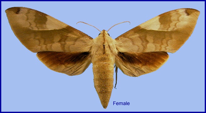 Female Clanis bilineata tsingtauica. Photo: © NHMUK