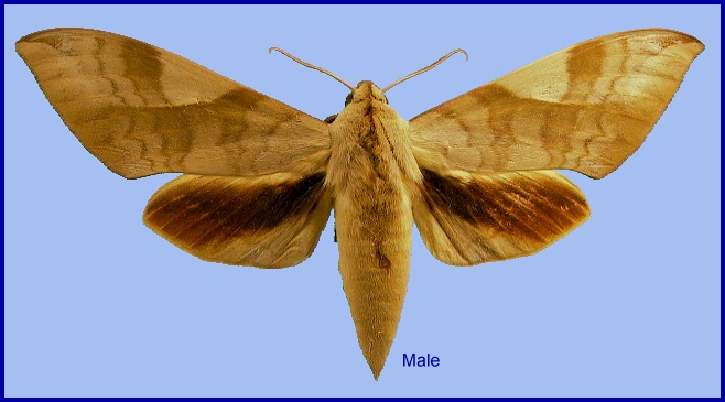 Male Clanis bilineata tsingtauica. Photo: © NHMUK