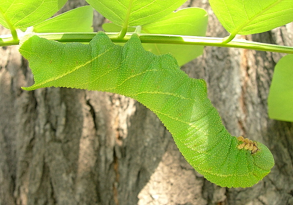 Full-grown larva of Clanis bilineata tsingtauica, Beijing Botanical Garden, China, 6.ix.2005. Photo: © Tony Pittaway.