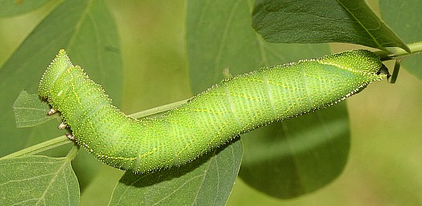 Fourth instar larva of Clanis bilineata tsingtauica, China. Photo: © Viktor Sinjaev.