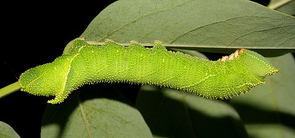 Third instar larva of Clanis bilineata tsingtauica, China. Photo: © Viktor Sinjaev.