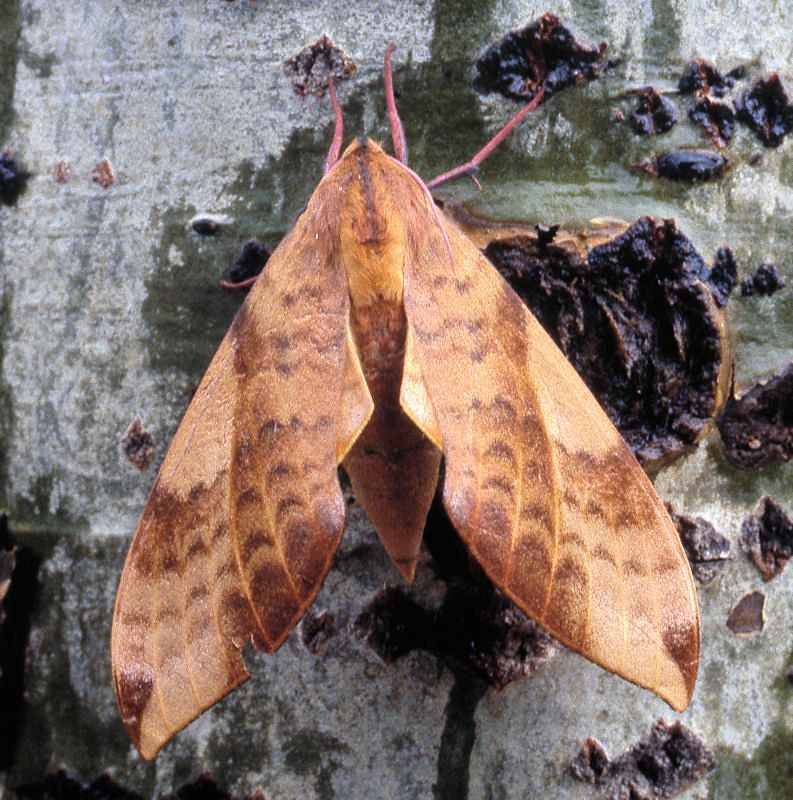 Clanis undulosa undulosa, 30 km N Huangling, Shaanxi, China, 24.vii.1995. Photo: © Tony Pittaway.