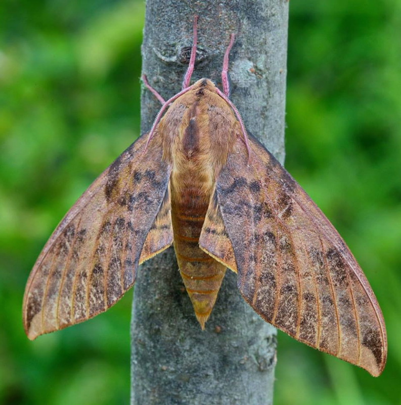 Adult of Clanis undulosa undulosa, Andreevka, Khasan District, Primorskiy Krai, Russian Far East, 3.07.2014. Photo: © Evgenij Komarov.