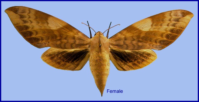 Female Clanis undulosa undulosa. Photo: © NHMUK