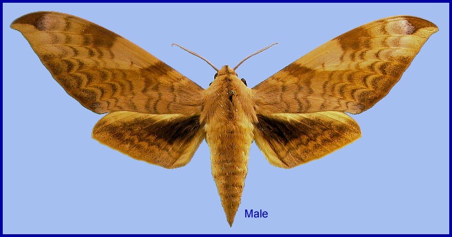 Male Clanis undulosa undulosa. Photo: © NHMUK