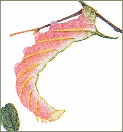 Full-grown pink form larva of Clanis undulosa undulosa. Image: Mell, 1922b