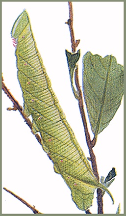 Full-grown green form larva of Clanis undulosa undulosa. Image: Mell, 1922b
