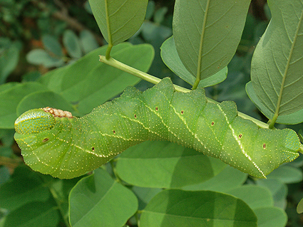 Fifth-instar larva of Clanis undulosa undulosa (green form) on Robinia pseudoacacia, Haidian, Beijing, China, 31.vii.2015. Photo: © Vyacheslav Ivonin & Yanina Ivonina