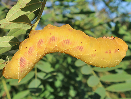 Fifth-instar larva of Clanis undulosa undulosa (yellow form) on Amorpha fruticosa, Haidian, Beijing, China, 22.ix.2018. Photo: © Vyacheslav Ivonin & Yanina Ivonina