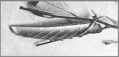 Larva of Cypa uniformis uniformis. Photo: Mell, 1922b