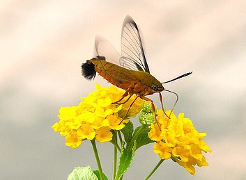 Feeding Cephonodes xanthus, Kyushu, Japan. Photo: © David in Miyazaki.