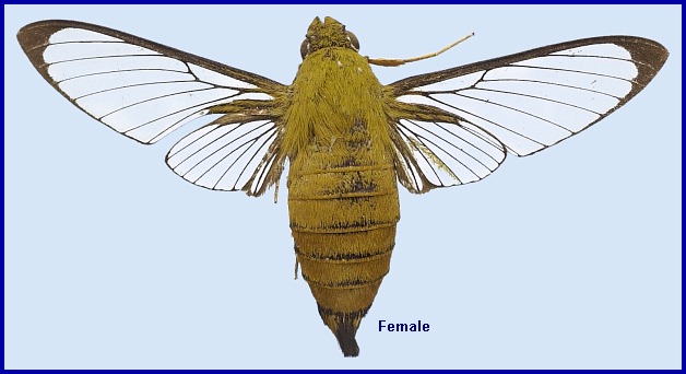 Female Cephonodes xanthus. HOLOTYPE. Photo: © NHMUK