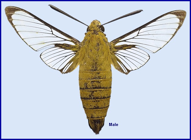 Male Cephonodes xanthus. Photo: © NHMUK