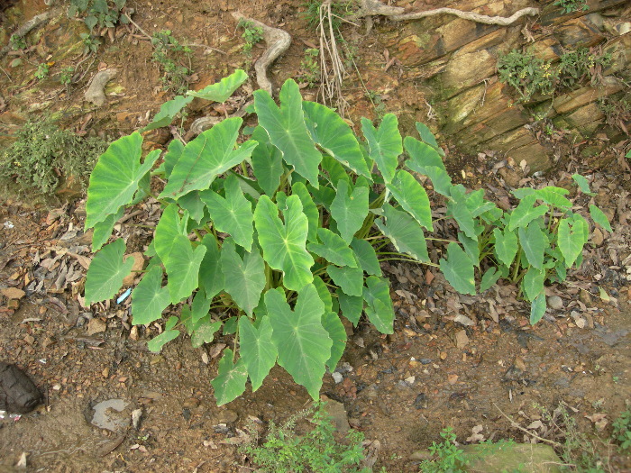 Caladium sp., a major host of Eupanacra mydon, Mai Chau, Hoa Binh Province, Vietnam. Photo: © Tony Pittaway.