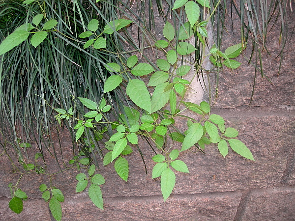 Causonis japonica [syn. Cayratia japonica], West Lake, Hangzhou, Zhejiang, China. Photo: © Tony Pittaway.