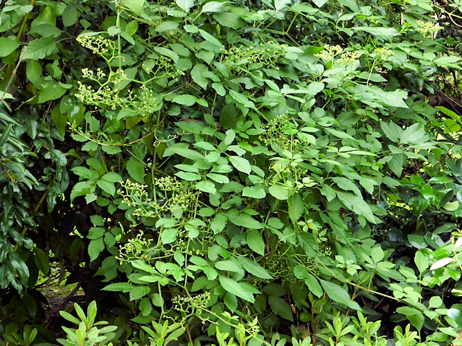 Flowering mat of Causonis japonica [syn. Cayratia japonica], West Lake, Hangzhou, Zhejiang, China. Photo: © Tony Pittaway.