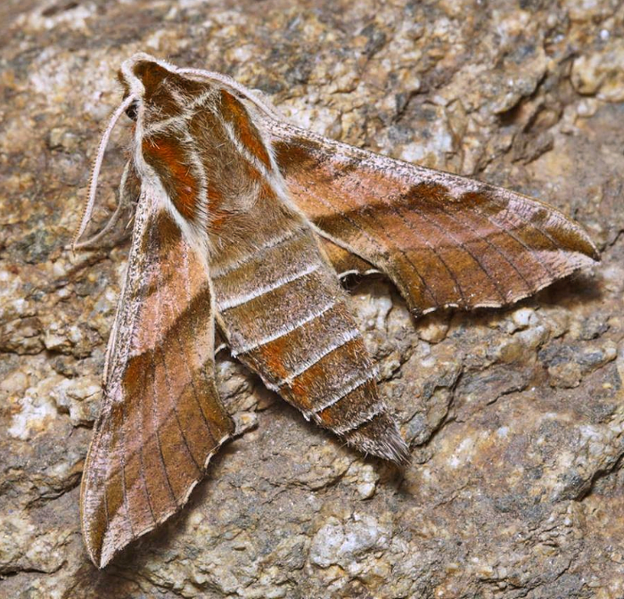 Adult of Deilephila askoldensis, Kravtsovka, Khasan District, Primorskiy Krai, Russian Far East, 1.vii.2014. Photo: © Evgenij Komarov.