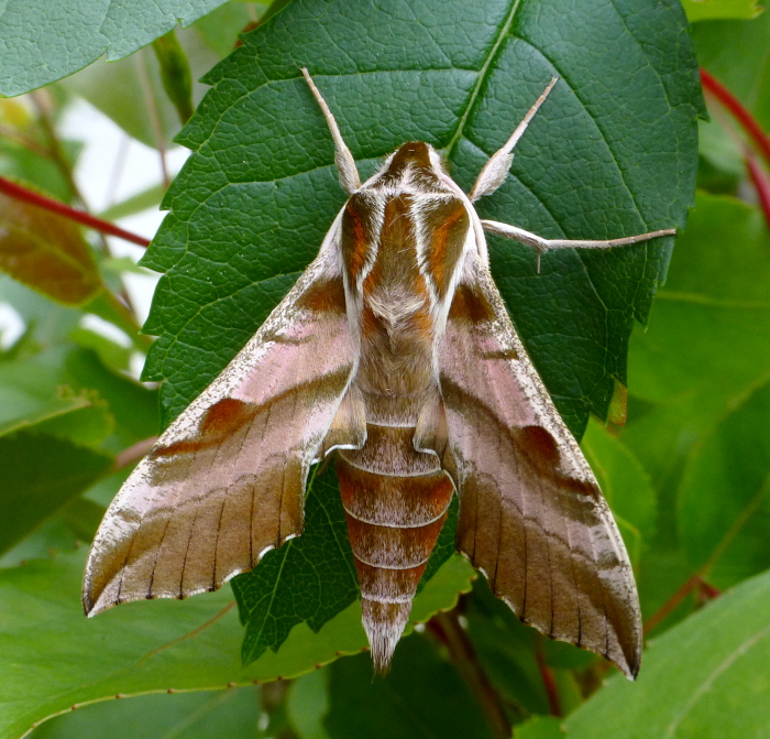 Male Deilephila askoldensis, Andreevka, Khasan District, Primorskiy Krai, Russian Far East, bred 2018/19, leg. Serge Yevdoshenko. Photo: © Tony Pittaway.