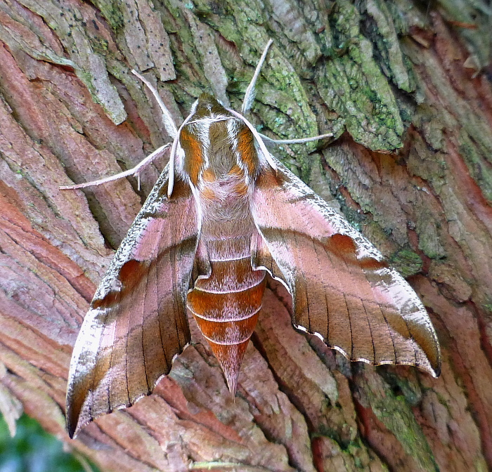 Female Deilephila askoldensis, Andreevka, Khasan District, Primorskiy Krai, Russian Far East, bred 2018/19, leg. Serge Yevdoshenko. Photo: © Tony Pittaway.