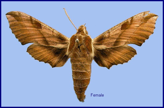 Female Deilephila askoldensis. Photo: © NHMUK