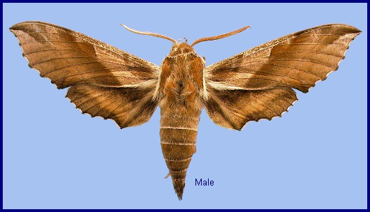 Male Deilephila askoldensis. Photo: © NHMUK