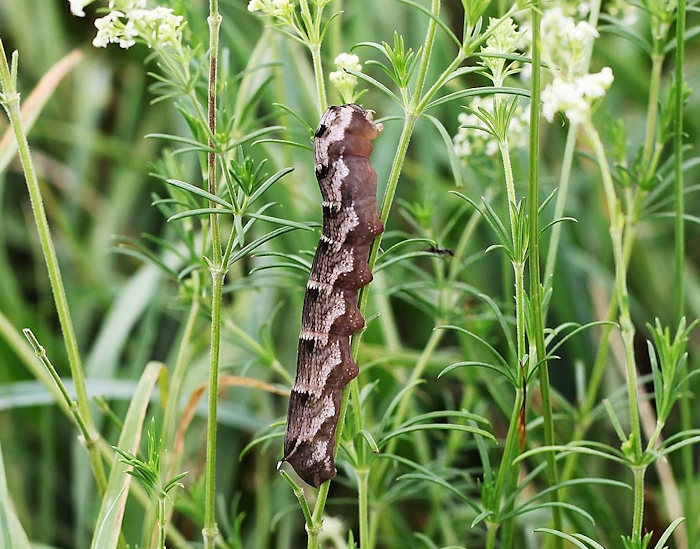 Full-grown dark form larva of Deilephila askoldensis, Nagano, Japan. Photo: © Takahiro Yano.