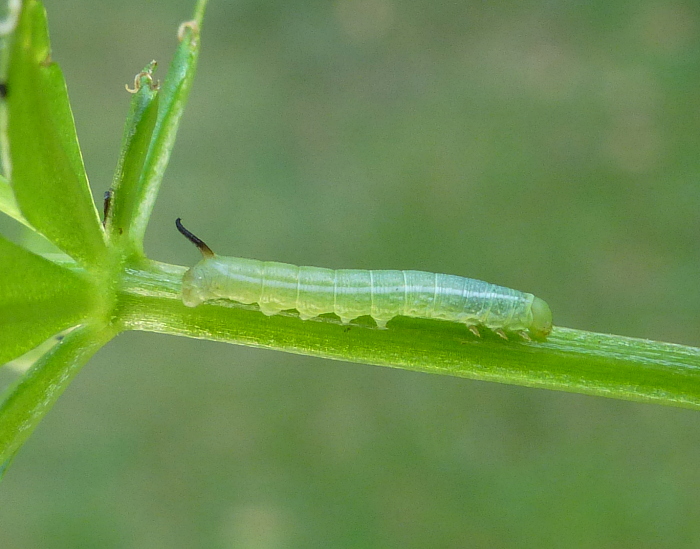 Late first instar larva of Deilephila askoldensis, Andreevka, Khasan District, Primorskiy Krai, Russian Far East, bred 2018/19, leg. Serge Yevdoshenko. Photo: © Tony Pittaway.