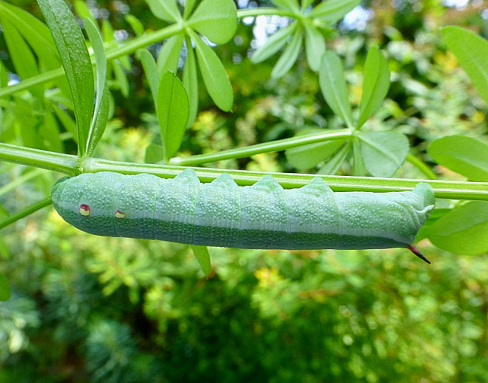 Fourth instar larva of Deilephila askoldensis, Andreevka, Khasan District, Primorskiy Krai, Russian Far East, bred 2018/19, leg. Serge Yevdoshenko. Photo: © Tony Pittaway.