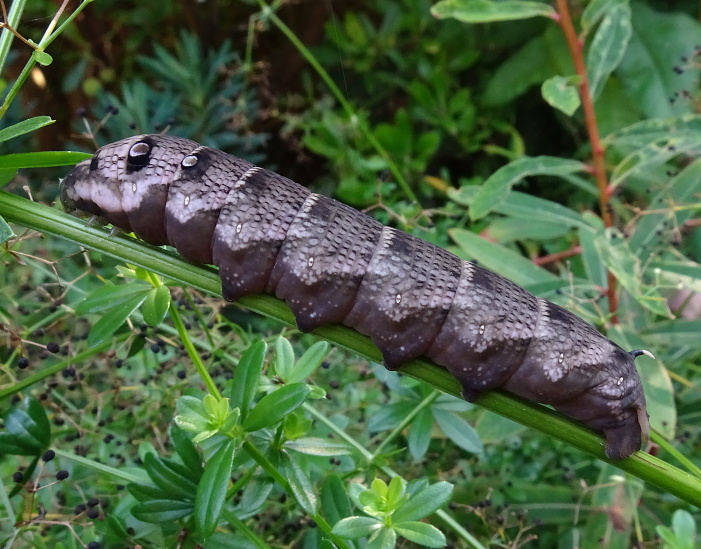 Final instar dark form larva of Deilephila askoldensis, Andreevka, Khasan District, Primorskiy Krai, Russian Far East, bred 2018/19, leg. Serge Yevdoshenko. Photo: © Tony Pittaway.