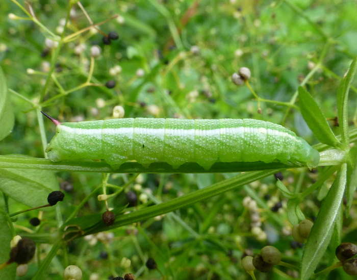 Third instar larva of Deilephila askoldensis, Andreevka, Khasan District, Primorskiy Krai, Russian Far East, bred 2018/19, leg. Serge Yevdoshenko. Photo: © Tony Pittaway.