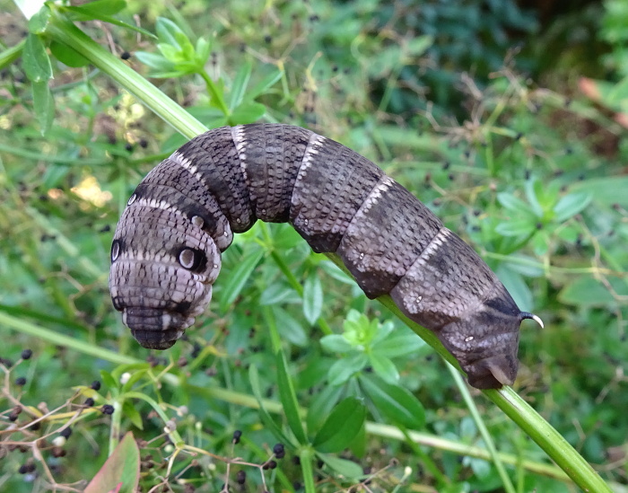 Final instar dark form larva of Deilephila askoldensis, Andreevka, Khasan District, Primorskiy Krai, Russian Far East, bred 2018/19, leg. Serge Yevdoshenko. Photo: © Tony Pittaway.