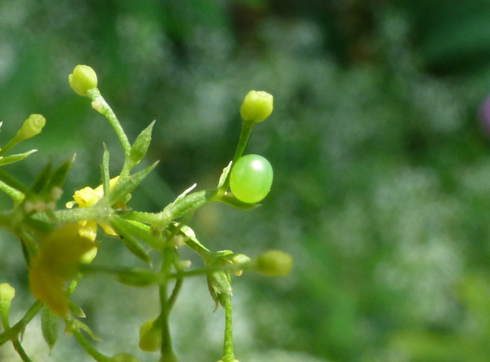 Egg of Deilephila askoldensis, Andreevka, Khasan District, Primorskiy Krai, Russian Far East, bred 2018/19, leg. Serge Yevdoshenko. Photo: © Tony Pittaway.