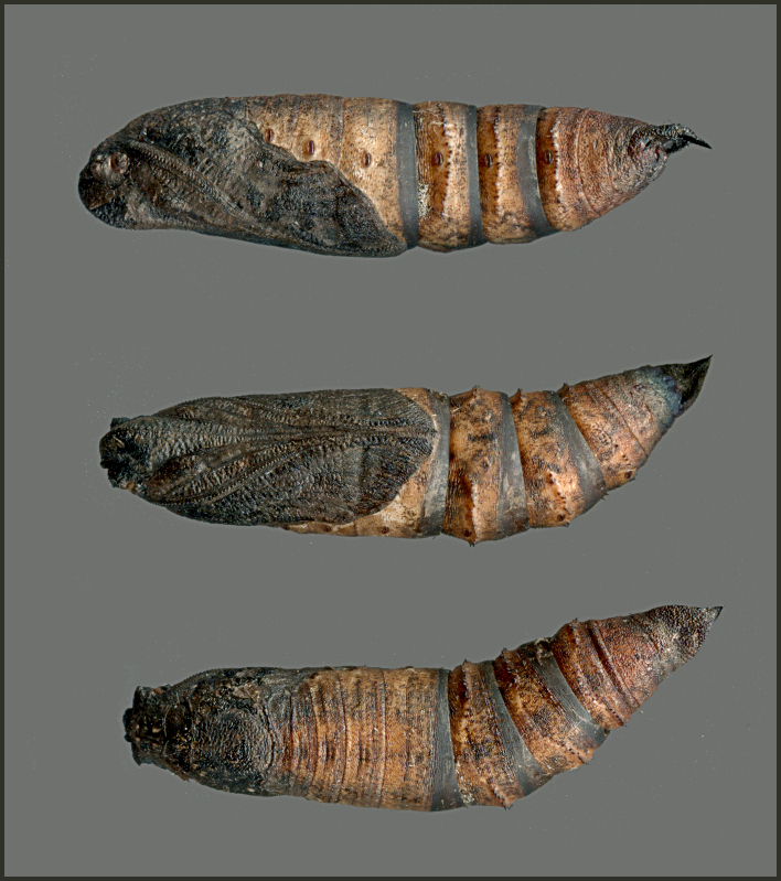 Pupa of Deilephila askoldensis, Andreevka, Khasan District, Primorskiy Krai, Russian Far East, 2018, leg. Serge Yevdoshenko. Photo: © Tony Pittaway.