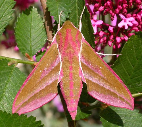 Deilephila elpenor elpenor, southern France. Photo: © Jean Haxaire