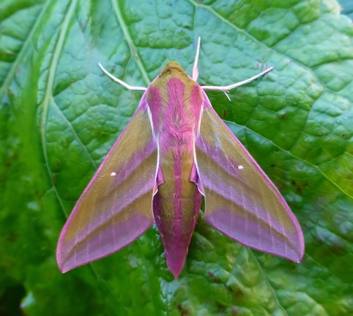 Male of Deilephila elpenor elpenor, Founding Zen Monastery, Houshanmen, West Tianmu Shan/Xitianmu Shan (near Lin'an), Zhejiang, China, ex l. September 2016. Photo: © Tony Pittaway.