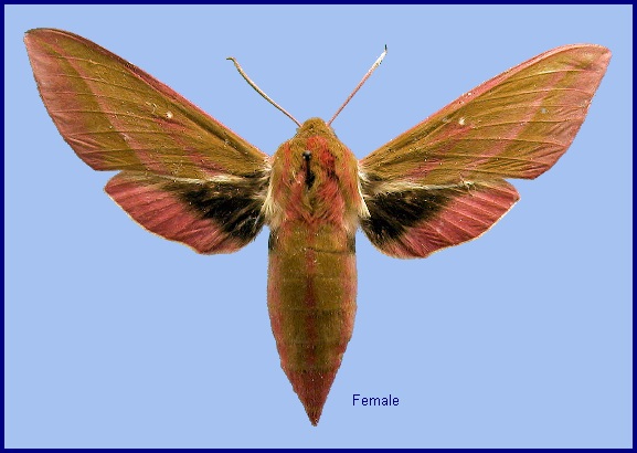 Elephant Hawk Moth Facts (Deilephila elpenor)