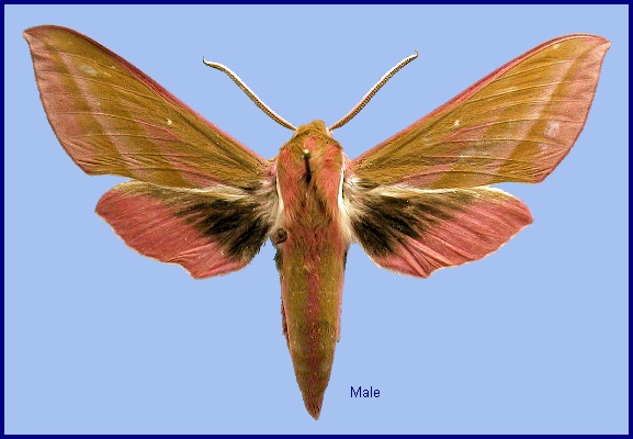 Elephant Hawk Moth Facts (Deilephila elpenor)