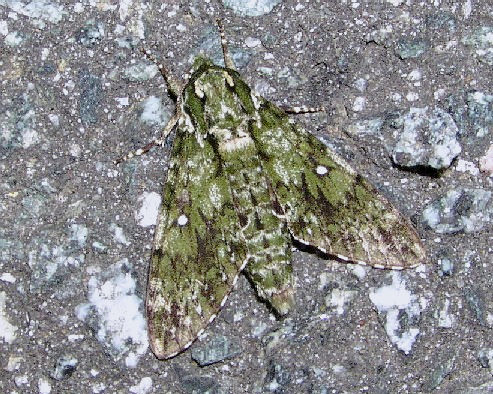 Resting adult of Dolbina exacta, Japan. Photo: © Masamichi Furukawa.