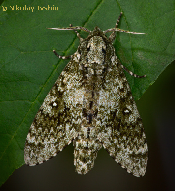 Resting adult of Dolbina exacta, Slavjanka town, Russian Far East, viii.2020. Photo: © Nikolay Ivshin.