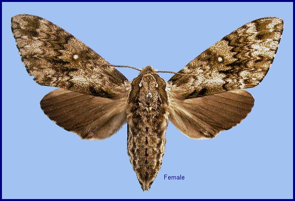 Female Dolbina exacta. Photo: © NHMUK