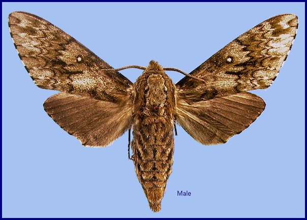 Male Dolbina exacta. Photo: © NHMUK