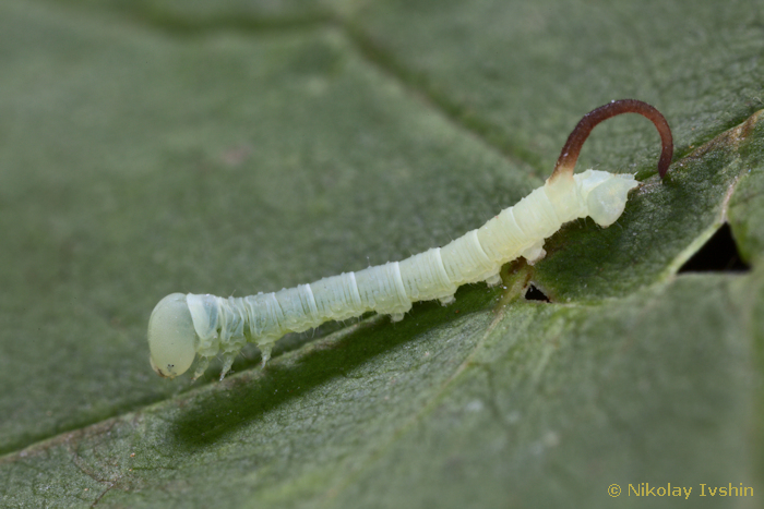 First instar larva of Dolbina exacta, Slavjanka town, Russian Far East, viii.2020. Photo: © Nikolay Ivshin.