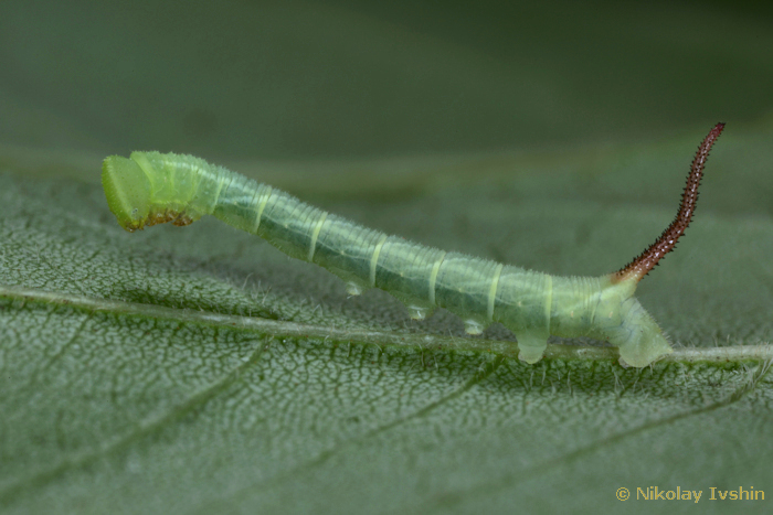 Second instar larva of Dolbina exacta, Slavjanka town, Russian Far East, viii.2020. Photo: © Nikolay Ivshin.