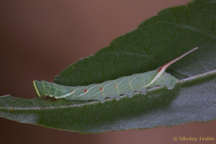 Third instar larva of Dolbina exacta, Slavjanka town, Russian Far East, viii.2020. Photo: © Nikolay Ivshin.