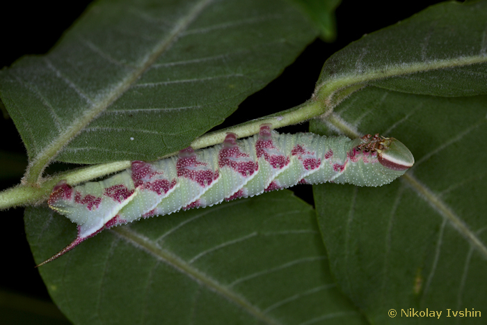 Final instar larva of Dolbina exacta, Slavjanka town, Russian Far East, viii.2020. Photo: © Nikolay Ivshin.