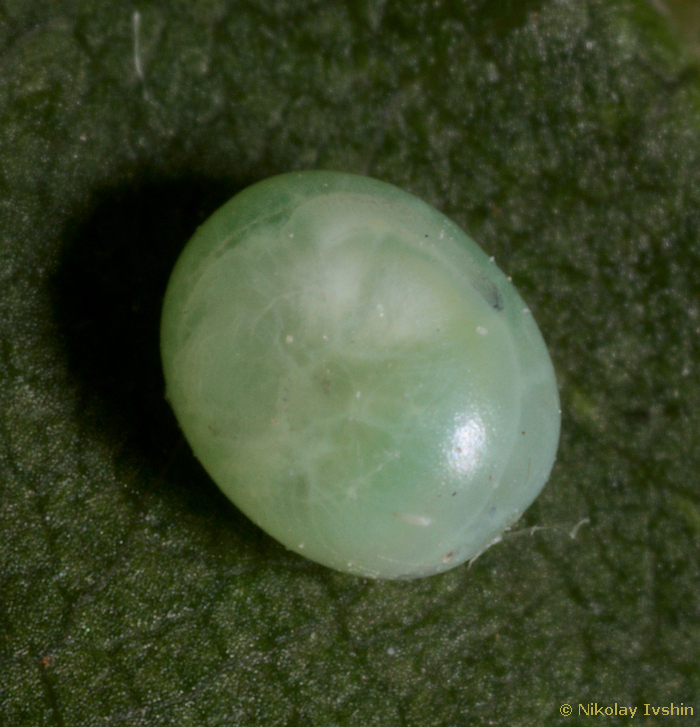 Egg of Dolbina exacta, Slavjanka town, Russian Far East, viii.2020. Photo: © Nikolay Ivshin.