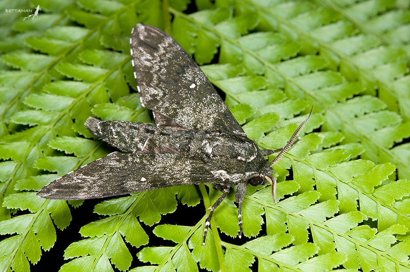 Male Dolbina formosana, Galahe, Taoyuan Hsien, Taiwan. Photo: © Shipher Wu.